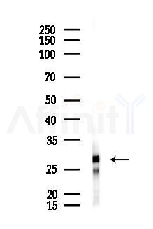 PAGR1 Antibody - Western blot analysis of lysates from Hela cells(starvation 24h treatment), using PAGR1 Antibody at 1/1000 dilution.