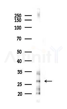 PAGR1 Antibody - Western blot analysis of lysates from 293 cells(LPS 4h treatment), using PAGR1 Antibody at 1/1000 dilution.