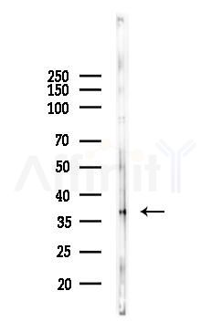 NAGK Antibody - Western blot analysis of lysates from Mouse testis, using NAGK Antibody at 1/1000 dilution.