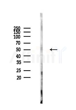 STOML1 Antibody - Western blot analysis of lysates from PC12 cells(LPS 4h treatment), using STOML1 Antibody at 1/1000 dilution.