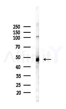 ASB4 Antibody - Western blot analysis of lysates from HUVEC cells(starvation 24h treatment), using ASB4 Antibody at 1/1000 dilution.