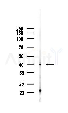 RASSF7 Antibody - Western blot analysis of lysates from K562 cells(UV 30min treatment), using RASSF7 Antibody at 1/1000 dilution.