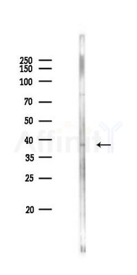 RFPL1 Antibody - Western blot analysis of lysates from Rat brain, using RFPL1 Antibody at 1/1000 dilution.