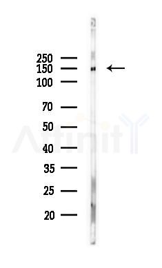 USP48 Antibody - Western blot analysis of lysates from Mouse testis, using USP48 Antibody at 1/1000 dilution.