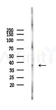 CD5L Antibody - Western blot analysis of lysates from Mouse brain, using CD5L Antibody at 1/1000 dilution.
