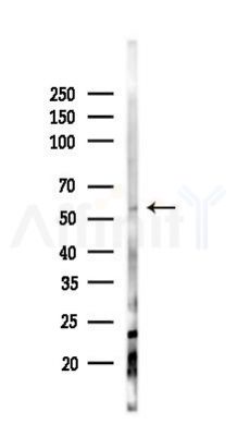 CXCR7 Antibody - Western blot analysis of lysates from 293 cells(LPS 4h treatment), using CXCR7 Antibody at 1/1000 dilution.
