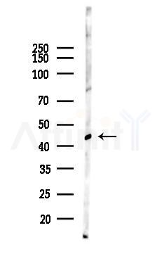 JNK2 Antibody - Western blot analysis of lysates from Rat brain, using JNK2 Antibody at 1/1000 dilution.