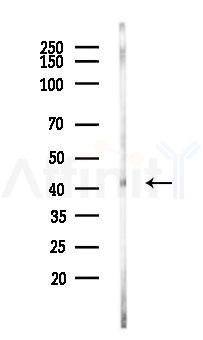 MAPK11 Antibody - Western blot analysis of lysates from Rat testis, using MAPK11 Antibody at 1/1000 dilution.