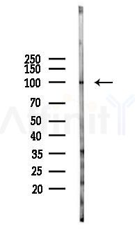 PMS2 Antibody - Western blot analysis of lysates from Mouse brain, using PMS2 Antibody at 1/1000 dilution.