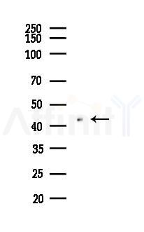 HES5 Antibody - Western blot analysis of lysates from Mouse testis, using HES5 Antibody at 1/1000 dilution.