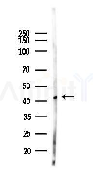 HES5 Antibody - Western blot analysis of lysates from Rat brain, using HES5 Antibody at 1/1000 dilution.