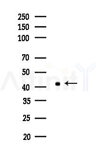 HES5 Antibody - Western blot analysis of lysates from 293 cells(LPS 4h treatment), using HES5 Antibody at 1/1000 dilution.