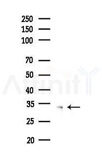 MAX Antibody - Western blot analysis of lysates from 293 cells(LPS 4h treatment), using MAX Antibody at 1/1000 dilution.