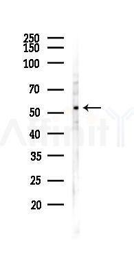 HNF-6 Antibody - Western blot analysis of lysates from Mouse testis, using HNF-6 Antibody at 1/1000 dilution.