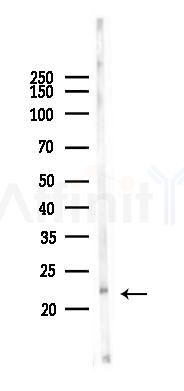 IGF2 Antibody - Western blot analysis of lysates from Mouse testis, using IGF2 Antibody at 1/1000 dilution.