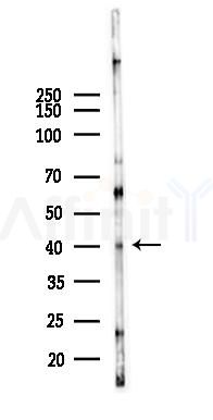 JAM1 Antibody - Western blot analysis of lysates from Mouse testis, using JAM1 Antibody at 1/1000 dilution.