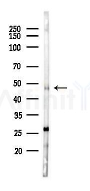 PAX8 Antibody - Western blot analysis of lysates from Rat brain, using PAX8 Antibody at 1/1000 dilution.