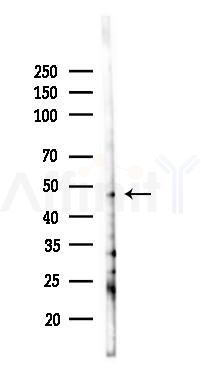 PAX8 Antibody - Western blot analysis of lysates from 293 cells(LPS 4h treatment), using PAX8 Antibody at 1/1000 dilution.