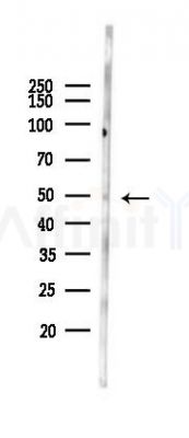 SOX4 Antibody - Western blot analysis of lysates from Mouse testis, using SOX4 Antibody at 1/1000 dilution.