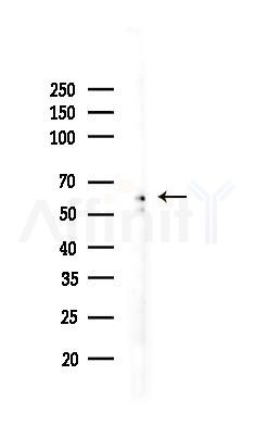 Cytochrome P450 17A1 Antibody - Western blot analysis of lysates from 293 cells(LPS 4h treatment), using Cytochrome P450 17A1 Antibody at 1/1000 dilution.
