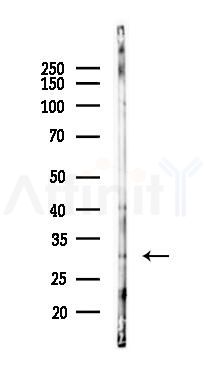 SGK494 Antibody - Western blot analysis of lysates from Mouse brain, using SGK494 Antibody at 1/1000 dilution.