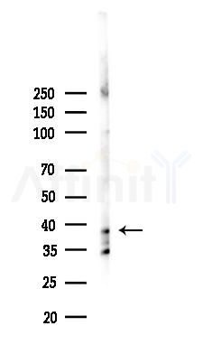 IL27A Antibody - Western blot analysis of lysates from 293 cells(LPS 4h treatment), using IL27A Antibody at 1/1000 dilution.