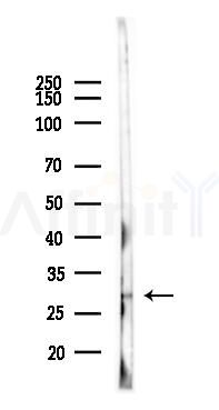 Nkx2.5 Antibody - Western blot analysis of lysates from Mouse testis, using Nkx2.