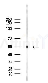 GPR12 Antibody - Western blot analysis of lysates from Rat testis, using GPR12 Antibody at 1/1000 dilution.