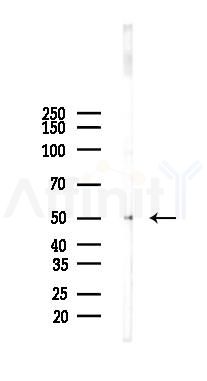 GPR12 Antibody - Western blot analysis of lysates from B16F10-LUC cells(heat-shock 45min treatment), using GPR12 Antibody at 1/1000 dilution.