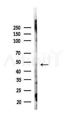GPR19 Antibody - Western blot analysis of lysates from 293 cells(LPS 4h treatment), using GPR19 Antibody at 1/1000 dilution.