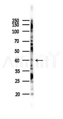 GPR27 Antibody - Western blot analysis of lysates from B16F10-LUC cells(heat-shock 45min treatment), using GPR27 Antibody at 1/1000 dilution.
