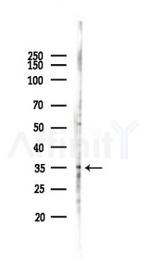 GPR3 Antibody - Western blot analysis of lysates from Hela cells(starvation 24h treatment), using GPR3 Antibody at 1/1000 dilution.
