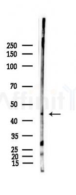 GPR34 Antibody - Western blot analysis of lysates from Rat liver, using GPR34 Antibody at 1/1000 dilution.