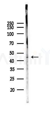 GPR34 Antibody - Western blot analysis of lysates from Mouse testis, using GPR34 Antibody at 1/1000 dilution.