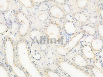 OGR1/GPR68 Antibody - DF2759 at 1/100 staining human normal kidney tissue by IHC-P.