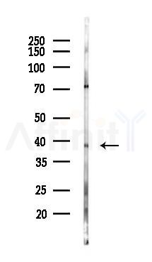 C5ARL Antibody - Western blot analysis of lysates from Mouse brain, using C5ARL Antibody at 1/1000 dilution.