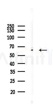 GPR97 Antibody - Western blot analysis of lysates from 293 cells(LPS 4h treatment), using GPR97 Antibody at 1/1000 dilution.