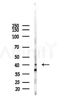 Somatostatin Receptor 5 Antibody - Western blot analysis of lysates from Mouse lung, using Somatostatin Receptor 5 Antibody at 1/1000 dilution.