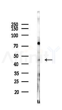 C5ARL Antibody - Western blot analysis of lysates from Mouse lung, using C5ARL Antibody at 1/1000 dilution.