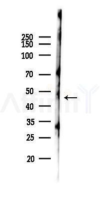 GPR137B Antibody - Western blot analysis of lysates from Hela cells(starvation 24h treatment), using GPR137B Antibody at 1/1000 dilution.