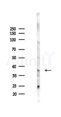 GPR26 Antibody - Western blot analysis of lysates from K562 cells(starvation 24h treatment), using GPR26 Antibody at 1/1000 dilution.