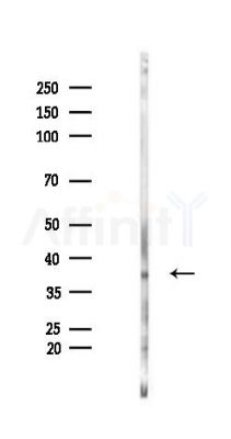 MAS Antibody - Western blot analysis of lysates from Rat liver, using MAS Antibody at 1/1000 dilution.