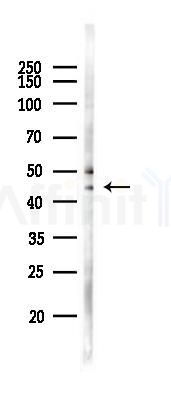 OPRL1 Antibody - Western blot analysis of lysates from B16F10-LUC cells(heat-shock 45min treatment), using OPRL1 Antibody at 1/1000 dilution.
