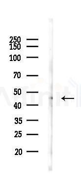 ARRB1 Antibody - Western blot analysis of lysates from Mouse lung, using ARRB1 Antibody at 1/1000 dilution.