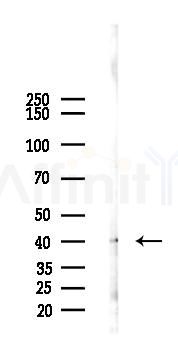 DUSP6 Antibody - Western blot analysis of lysates from 293 cells(LPS 4h treatment), using DUSP6 Antibody at 1/1000 dilution.