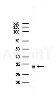 ZNF265 Antibody - Western blot analysis of lysates from RAW264.