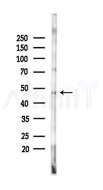hnRNP H Antibody - Western blot analysis of lysates from Rat testis, using hnRNP H Antibody at 1/1000 dilution.