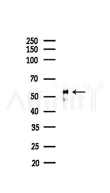 SFRS4 Antibody - Western blot analysis of lysates from Mouse testis, using SFRS4 Antibody at 1/1000 dilution.