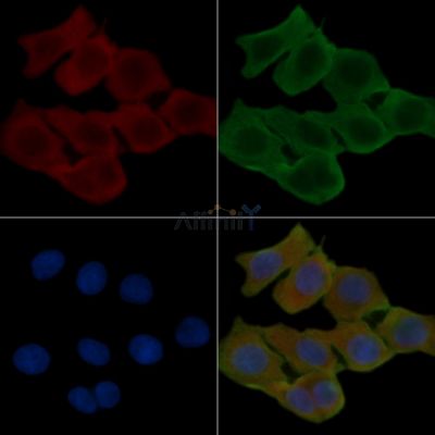 HIPK4 Antibody - DF3352 staining Hela cells(24h of starvation treatment) by IF/ICC.