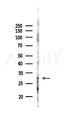 CREBZF Antibody - Western blot analysis of lysates from Mouse testis, using CREBZF Antibody at 1/1000 dilution.
